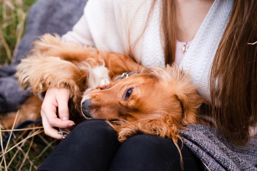 Pancreatitis en perros: detectar los síntomas a tiempo es clave para proteger la salud de tu mascota.
